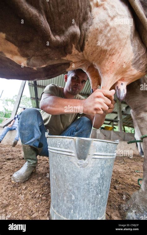 Man Milking Cow In Barillas Comalapa Chalatenango Department El