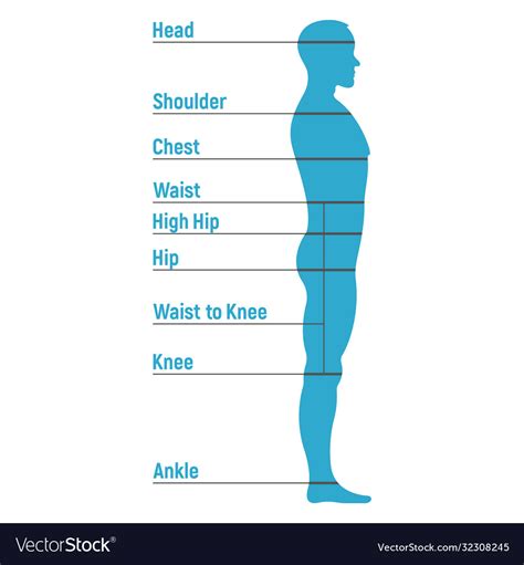 Male Size Chart Anatomy Human Character People Vector Image