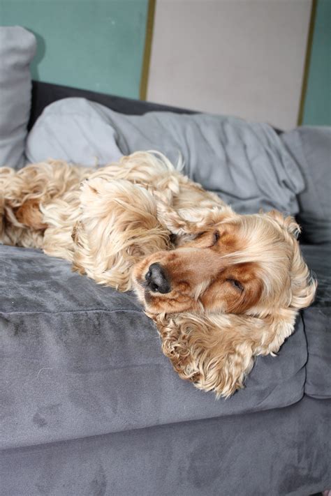Cocker Spaniel Vs Springer Spaniel: Choosing Your Perfect Pet Companion
