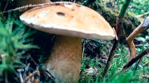 Gobarstvo – GD Jurček