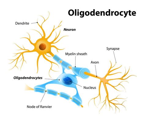 Oligodendrocytes Cells