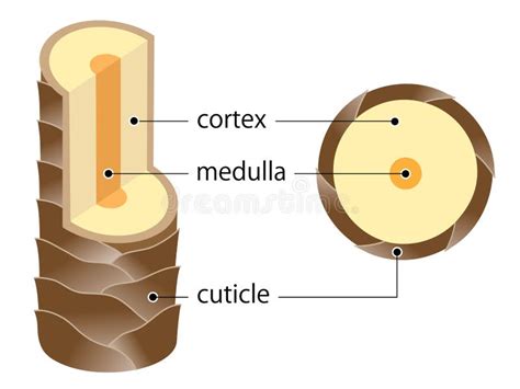 Layer of Hair Structure. the Hair Shaft Consists of Cortex,cuticle, and ...