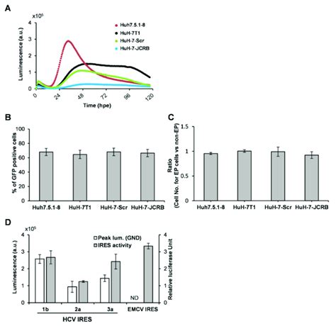 A Hcv Replication In Several Huh 7 Derived Cell Lines Huh751 8