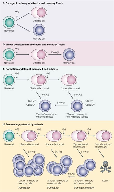 T Cell Differentiation Pathway