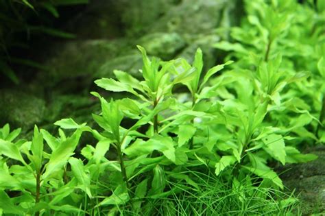 Пенторум Сідоідес , Penthorum Sedoides купити з доставкою по Україні