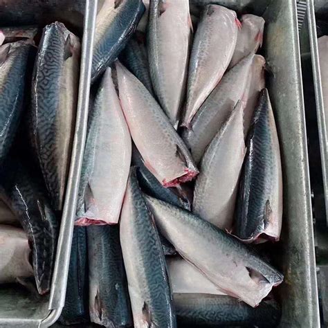 Fresh Frozen Mackerel Fishsouth Africa Price Supplier 21food