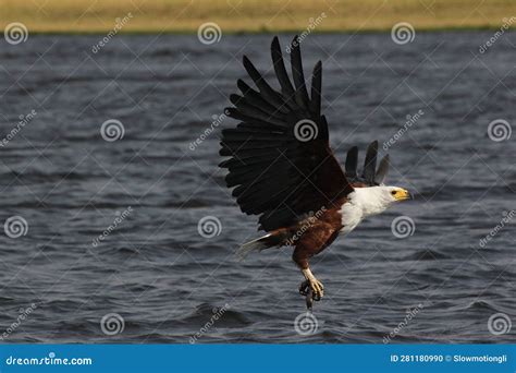 African Fish Eagle Haliaeetus Vocifer Adult In Flight Fishing At