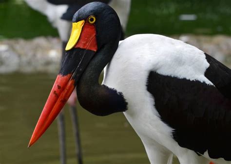 10 birds to spot on a birdwatching safari in East Africa