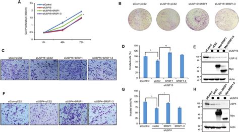 SRSF1 But Not SRSF1 3 Rescues The USP15 Knockdown Effect Of Cancer