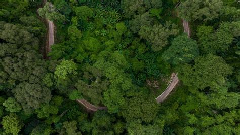 Premium Photo | Aerial top view rural road in the green forest Top view ...