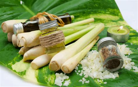 How To Make Lemongrass Oil Green Living Zone