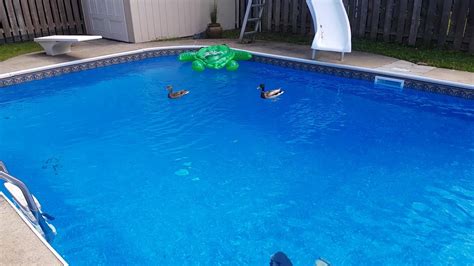 How Do You Keep Ducks Out Of A Swimming Pool A Beginner S Guide To