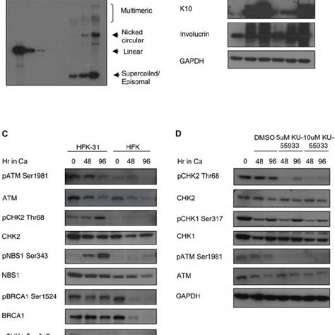 Hpv Induces A Cellular Dna Damage Response In Infected Cells A Dna