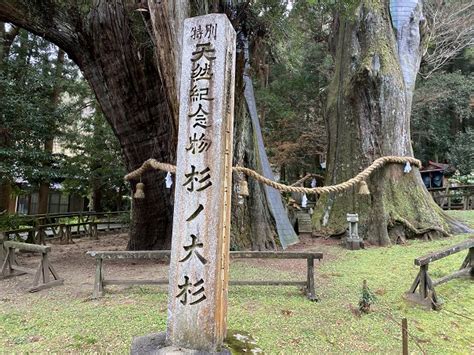 杉の大杉 樹齢3000年日本一の大杉 美空ひばり成功祈願の地 大豊町 あははライフ