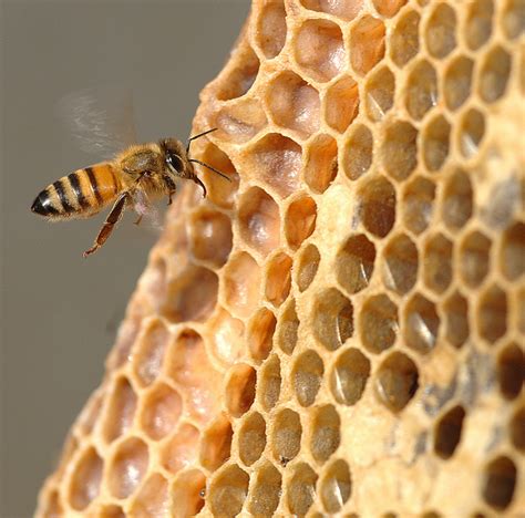 Genetic Remix Key To Evolution Of Bee Behavior