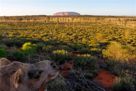 What to do in Uluru | Hiking the World