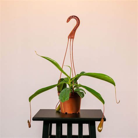 Carnivorous Nepenthes Alata Gabriella Plants