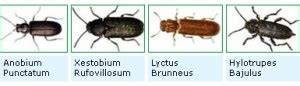 Tarli Del Legno Scheda Comparativa Biologia Eurogreen