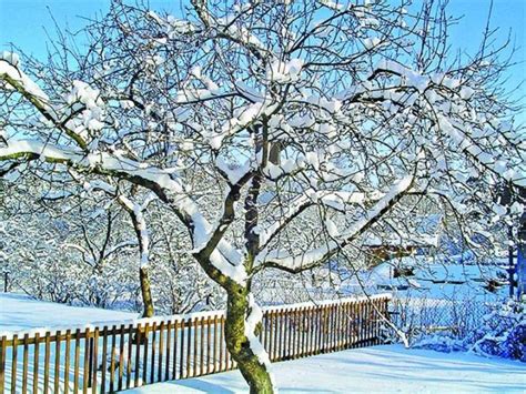 Njega stabla jabuke u jesen 21 fotografija kako ih liječiti od