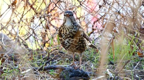 Zorzal Charlo Turdus Viscivorus Mistle Thrush 4k Youtube