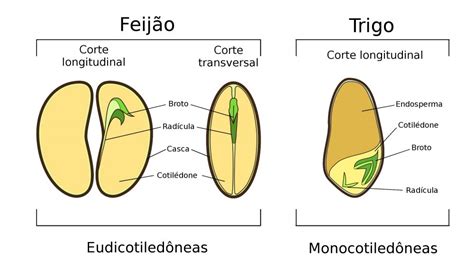 Semente Plantas Infoescola