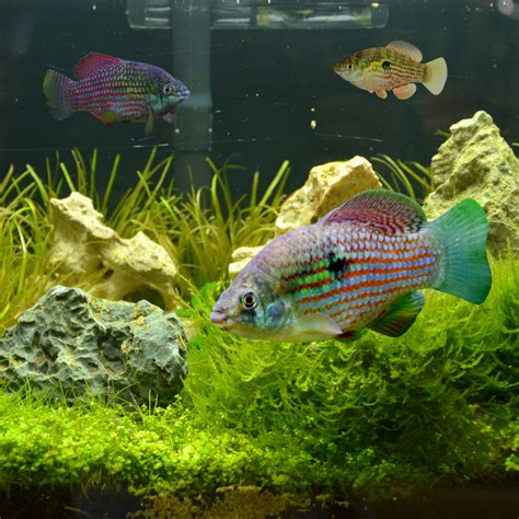 American Flag Fish | Live Tropical Fish