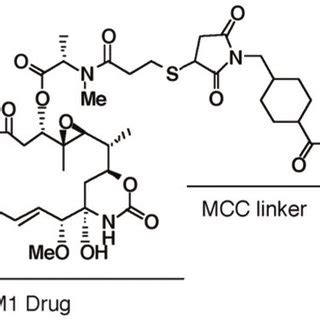 (PDF) Trastuzumab-DM1: A Clinical Update of the Novel Antibody-Drug ...