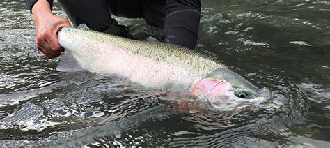 Amazing Techniques To Catch Winter Steelhead