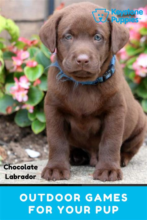 Fun Outdoor Games For Your Chocolate Lab Puppy