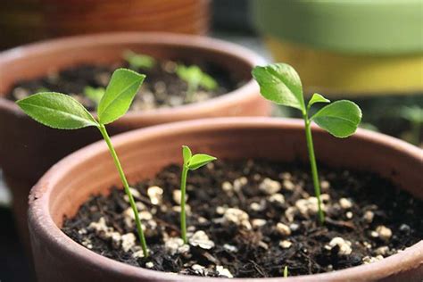 Ecco Come Far Germogliare I Semi Di Limone In Modo Da Poterli Avere All