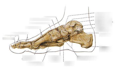 Bones Of Foot Medial Diagram Quizlet