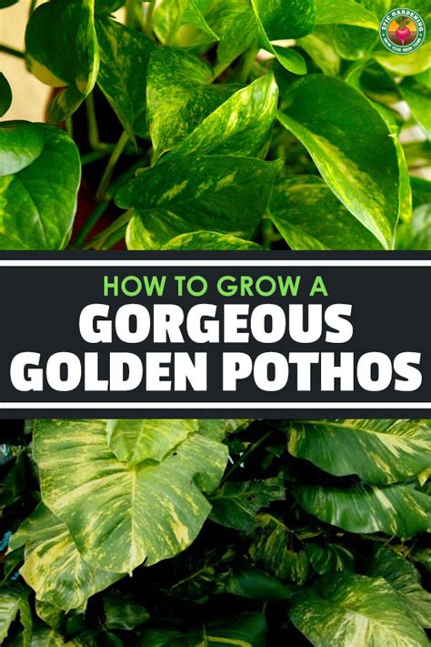 Devils Ivy Care Guide How To Grow A Gorgeous Golden Pothos