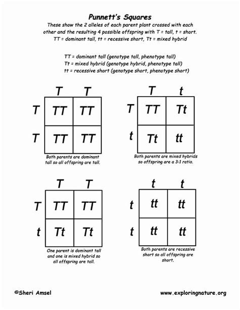 Two Gene Punnett Squares Worksheet Answers