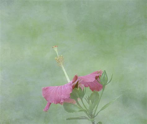 Delicate Pink Hibiscus Flower Photograph By Kim Hojnacki Pixels