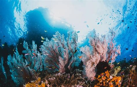 160m Year Old Coral Algae Symbiosis Is Being Killed By This Sunscreen ...