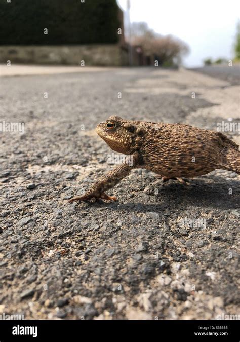 A Toad Crossing The Road Stock Photo Alamy