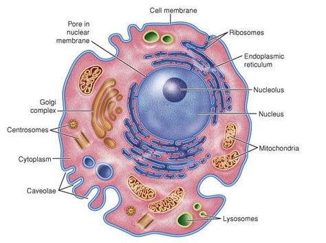 Animal Cell Diagram Labeled : Biological Science Picture Directory ...