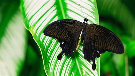 Significado Del Color De Las Mariposas Datos