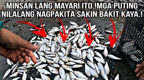 P Kasabay Ng Malakas Na Alon Nag Angatan Ang Ibat Ibang Isda Bakit