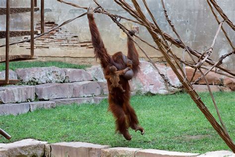 Spanish zoo delighted with 11-day-old baby orangutan | Daily Sabah