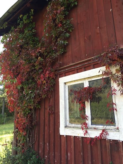 Premium Photo Ivy Growing On House