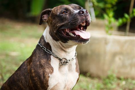 10 Reasons Why Pitbulls Are Great Dogs Influencive