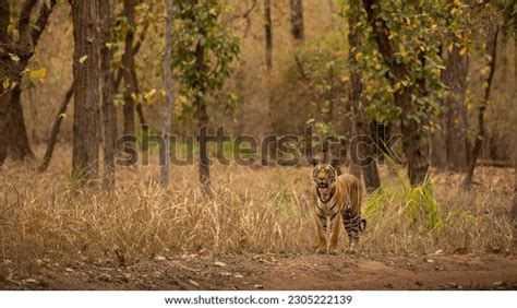 27,223 Tiger Walk Images, Stock Photos & Vectors | Shutterstock