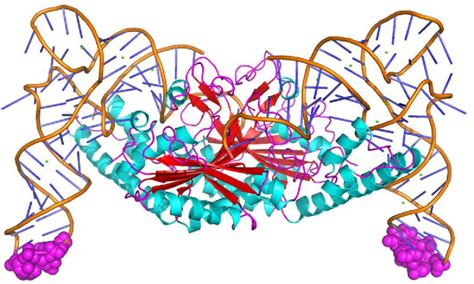 Figure 8 From Pyrrolysyl Trna Synthetase An Ordinary Enzyme But An