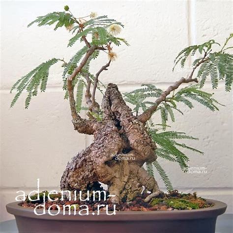 Leucaena DIVERSIFOLIA (Леуцена): купить 3 семени c доставкой почтой 🌸 ...