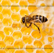 пчелы на сотах фото - Поиск в Google in 2021 | Bee, Insects, Animals