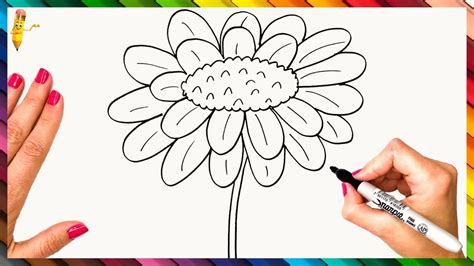 How To Draw A Daisy Step By Step Daisy Drawing Easy Easy Drawings