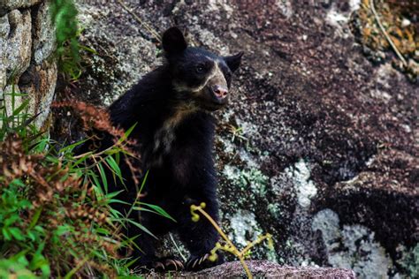 Peru wildlife guide