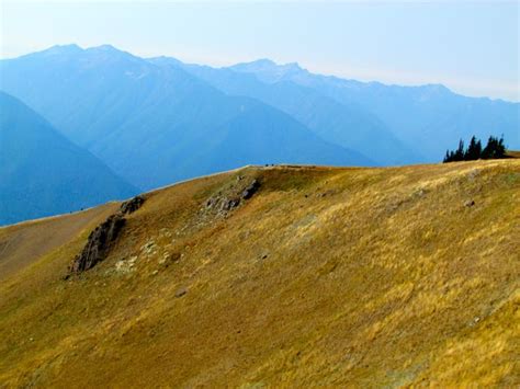 Raven And Chickadee Exploring Olympic National Park