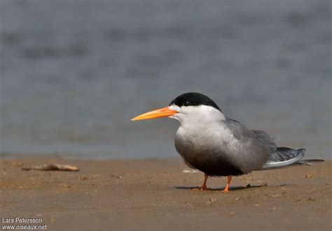 Black Bellied Tern Sterna Acuticauda